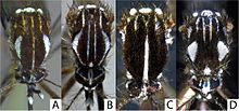 Thorax de 4 espèces d'Aedes ou Stegomya ; A. albopictus est en C, se distinguant par une bande blanche centrale.