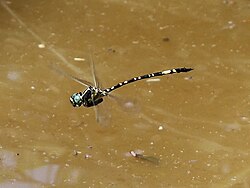 Parasynthemis regina f9 0560.jpg