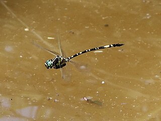 <i>Parasynthemis regina</i> Species of dragonfly