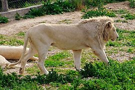 Lion blanc.