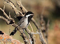 Ungfugl i Namaqua National Park, Sydafrika