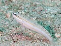 Parva goby (Valenciennea parva) (32168554717).jpg