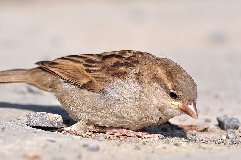 File:Passer domesticus - Rapperswil Hafen 2011-05-16 17-30-16.JPG