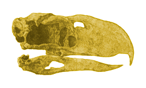 Patagornis marshi.png