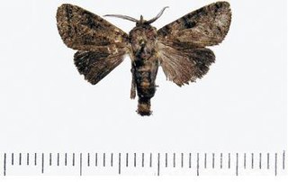 <i>Patoptoformis hanuman</i> Species of moth