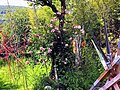 Pedro Meier Multimedia Artist – Mikado-Skulpturen inmitten von Rosen und Bambus – Skulpturengarten Atelier Niederbipp alias Amrain 2018 – Foto by © Pedro Meier Multimedia Artist.jpg