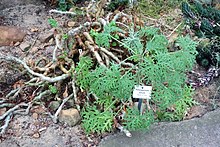 Pelargonium laxum - Ботанический сад, Дрезден, Германия - DSC08926.JPG