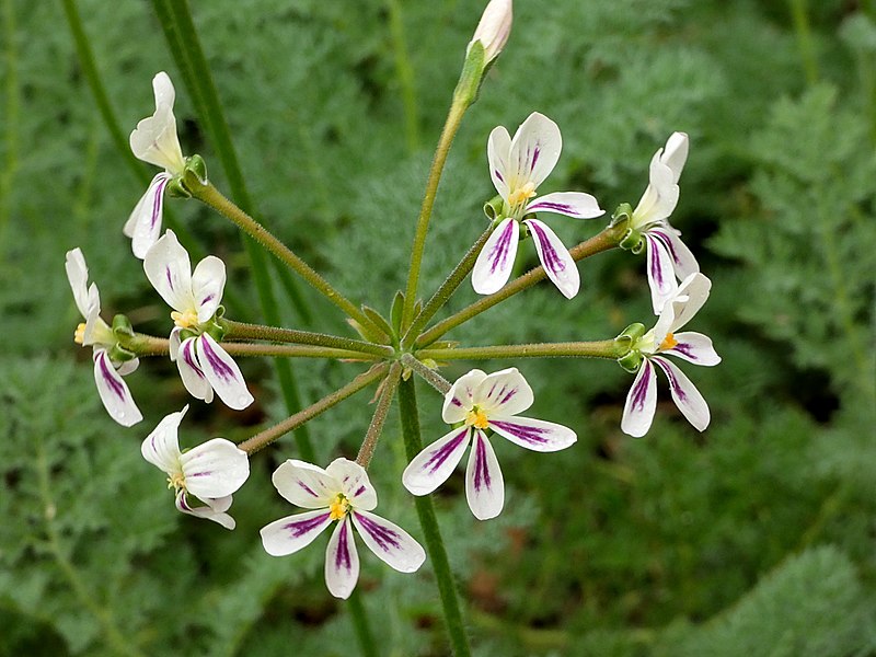 File:Pelargonium triste Stellenbosch BG umbel.jpg