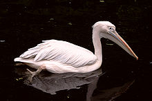 Pelecanus onorotalus - 01.jpg