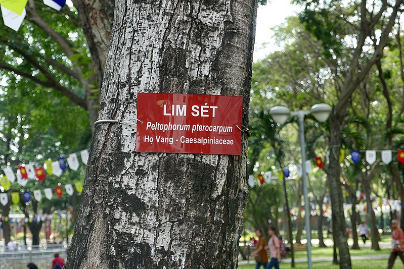 File:Peltophorum pterocarpum-Ho Chi Minh City (1).jpg