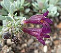 Penstemon thompsoniae subsp. jaegeri