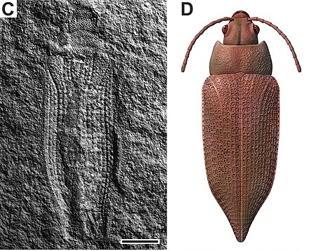Fossil and life restoration of Permocupes sojanensis a permocupedid beetle from the Middle Permian of Russia