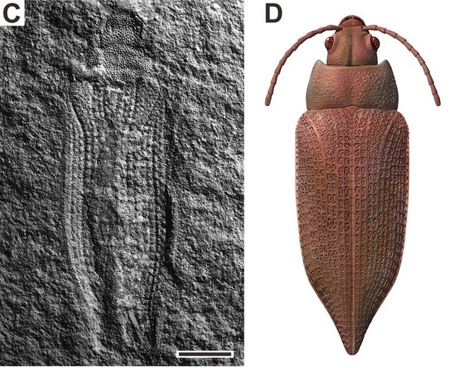 Fossil and life restoration of Permocupes sojanensis, a permocupedid beetle from the Middle Permian of Russia