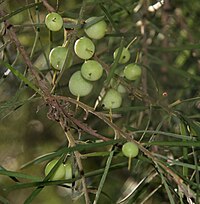 Conospermum undulatum - Wikipedia