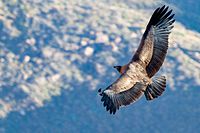 Peruan Condor.jpg