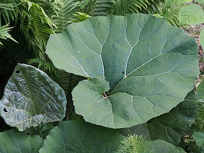 Petasites hybridus subsp. hybridus, syn. Petasites officinalis, Lepiężnik różowy, 2021-06-09