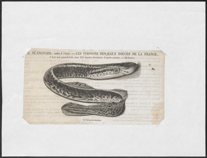 File:Petromyzon marinus - 1700-1880 - Print - Iconographia Zoologica - Special Collections University of Amsterdam - UBA01 IZ14300011.tif