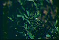 Phacelia minutissima plant in SW Idaho 2.jpg