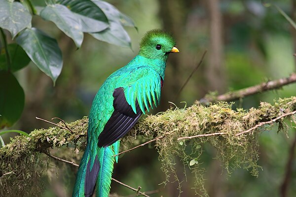 Image: Pharomachrus mocinno Monteverde 05