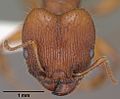 Pheidole titanis casent0104449 head 1. jpg