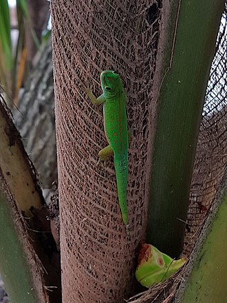 Phelsuma astriata. Phelsuma astriata Praslin Seychelles 01.jpg