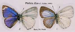 Philiris ilias