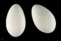 Museum specimen di uova di Phoenicopterus ruber - France