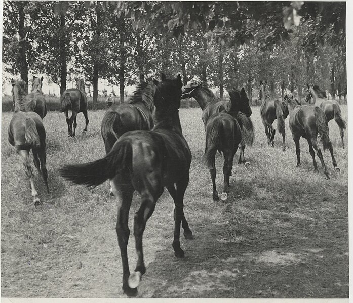 File:Photo Horse farm 1950 - Touring Club Italiano 1.3698.jpg