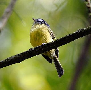 <span class="mw-page-title-main">Southern bristle tyrant</span> Species of bird