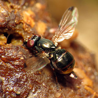 <i>Euxesta</i> Genus of flies