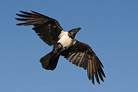 Pied crow.jpg