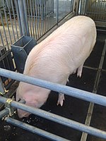 Pig in Nagoya Agricultural Center.jpg