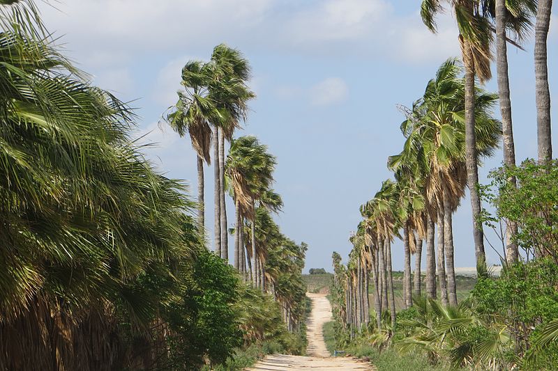 File:PikiWiki Israel 35415 Nature and Colors.JPG