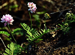 Pink Flowers Crown Vetch DSC 0076.JPG