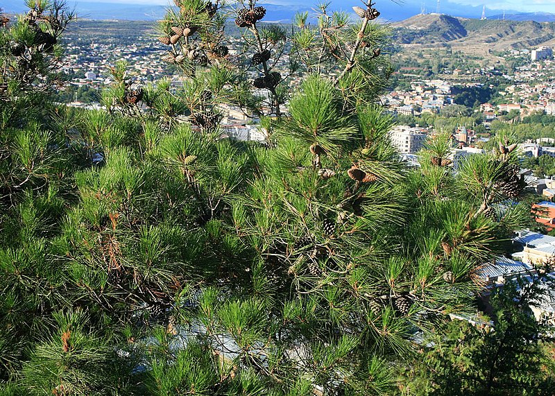 File:Pinus brutia 3.jpg