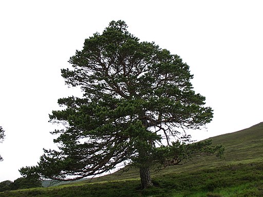 Pinus sylvestris GlenQuoich