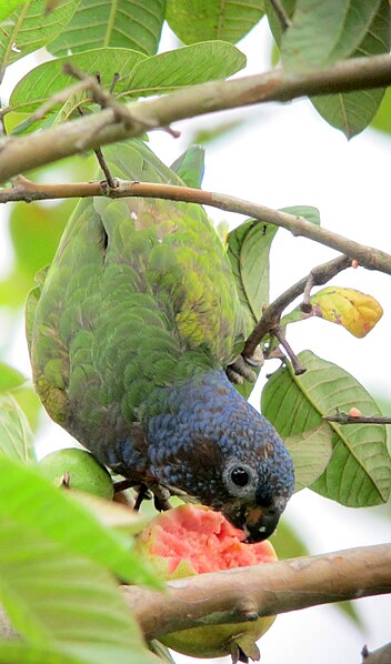 File:Pionus menstruus Cotorra cabeciazul Blue-headed Parrot (8256311514).jpg