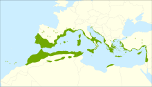 Mastic (plant resin) - Wikipedia