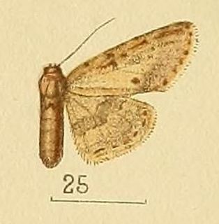 <i>Kenrickodes</i> Genus of moths