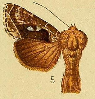 <i>Agrapha</i> (moth) Genus of moths