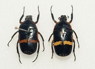 <i>Chondrorrhina</i> Genus of beetles