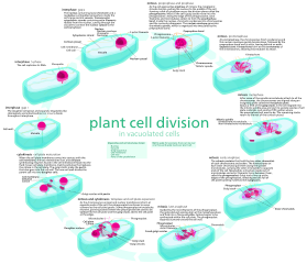 File:Plant cell cycle.svg - Wikipedia