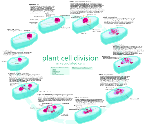 While both plant and animal cells are eukaryotes that undergo open mitosis, the two processes differ a lot. Plants, unable to divide through cleavage, do so by building a new cell wall across the middle the the cell. As such, they don't dismantle their secretory apparatus, and build a structure known as the phragmoplast which acts as scaffolding for the new cell wall.