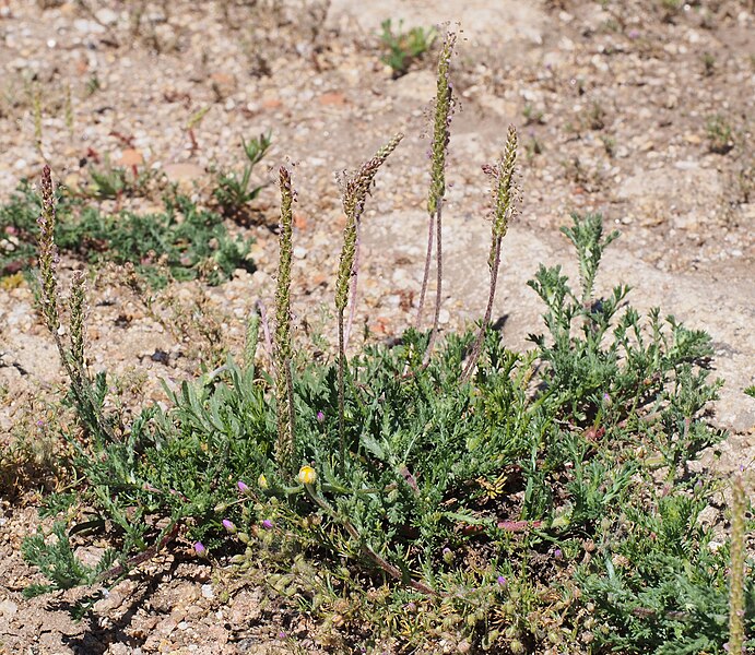 File:Plantago coronopus 20140504a.jpg