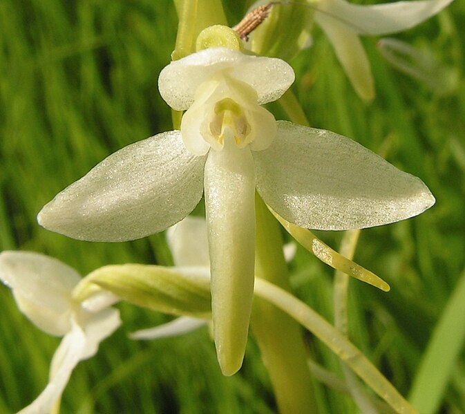 Fájl:Platanthera bifolia20090612 018.jpg