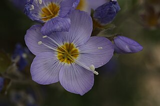 <i>Polemonium boreale</i> Species of flowering plant