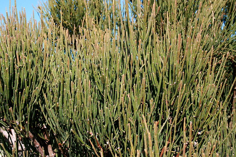 File:Pollença - Ma-2210 - Cap de Formentor - Ephedra fragilis 05 ies.jpg