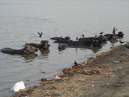 Cattle in the River Ganges with pollution on the bank