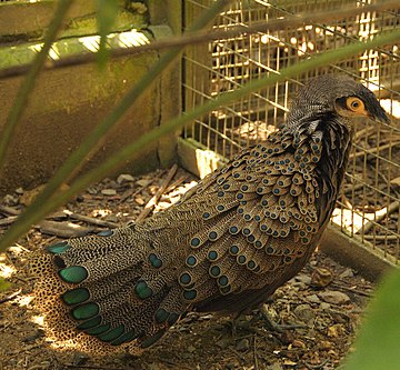 Bornean peacock-pheasant