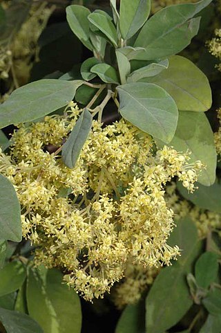 <i>Pomaderris cinerea</i> Species of flowering plant